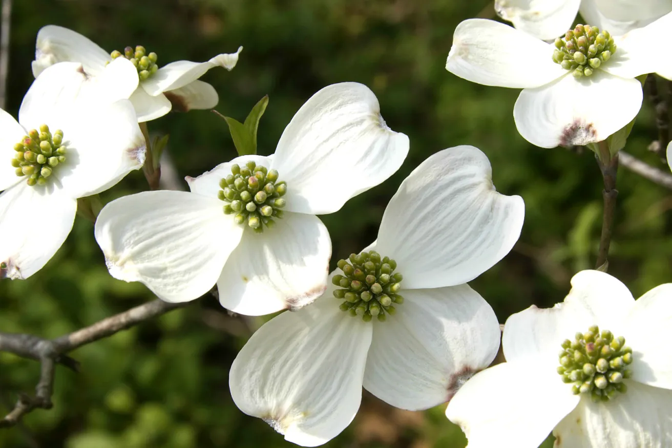 Media Name: white-dogwood.jpg