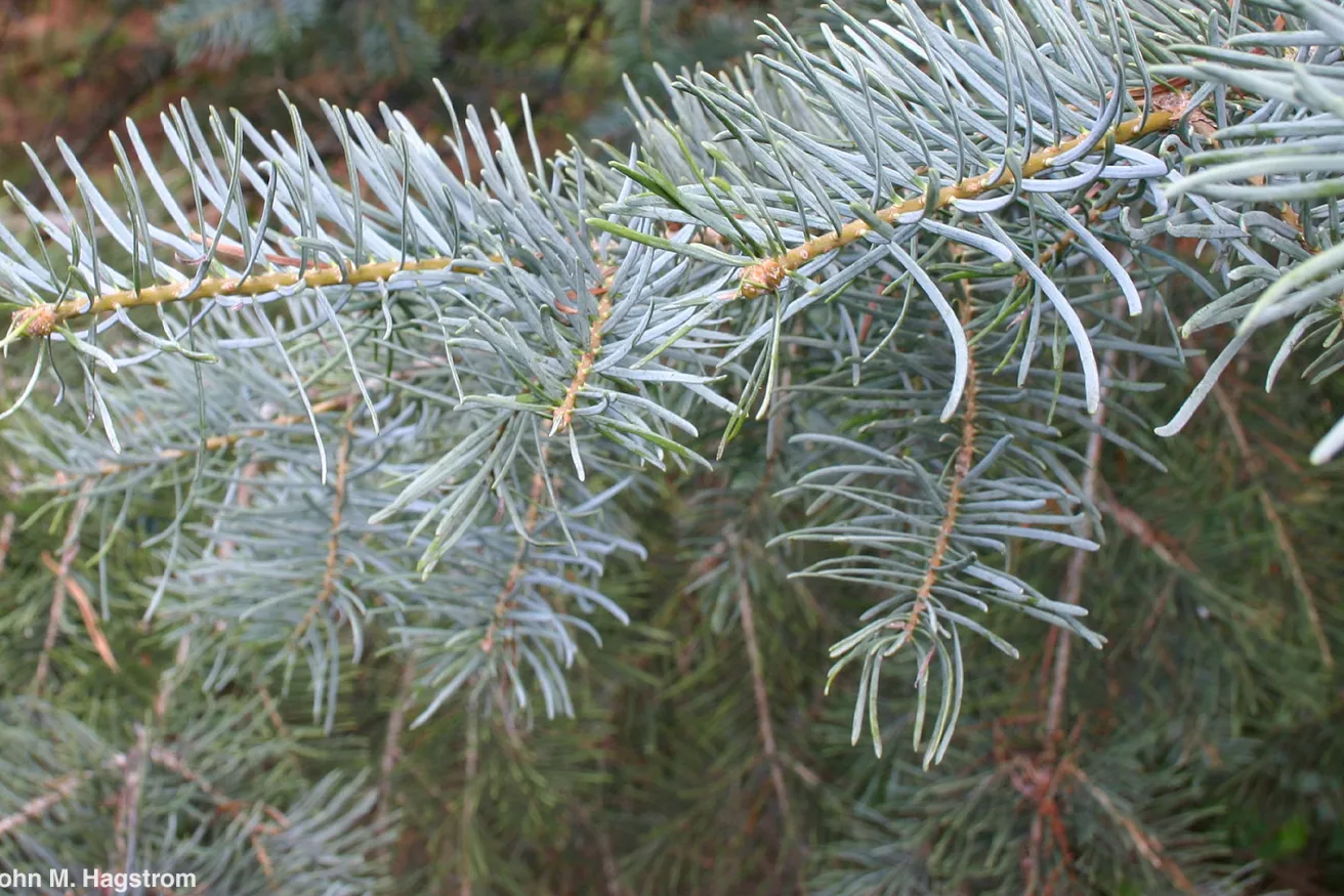 Media Name: white-fir.jpg