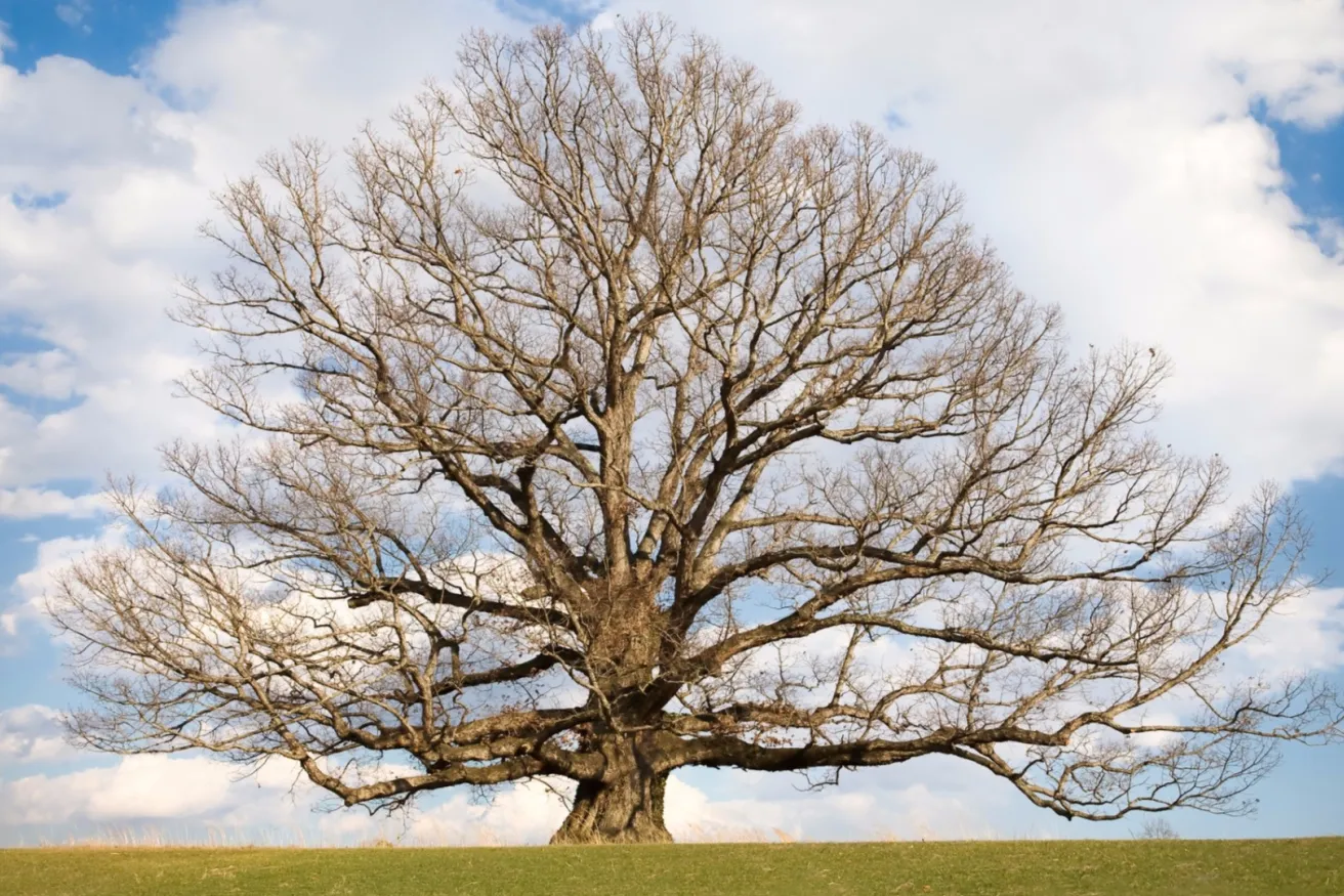 Media Name: white-oak-iStock-94986866.jpg