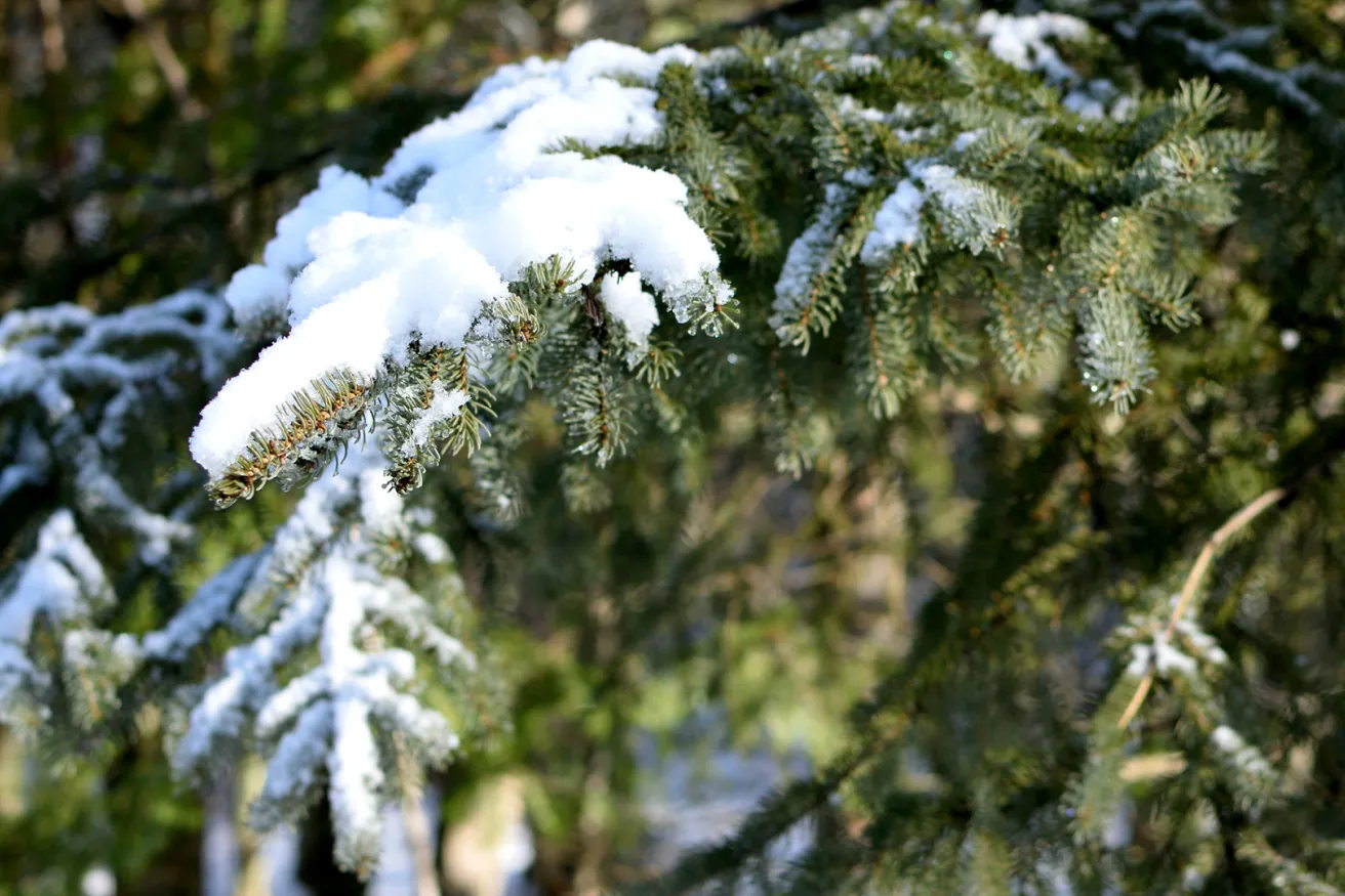 Media Name: white-spruce.jpg