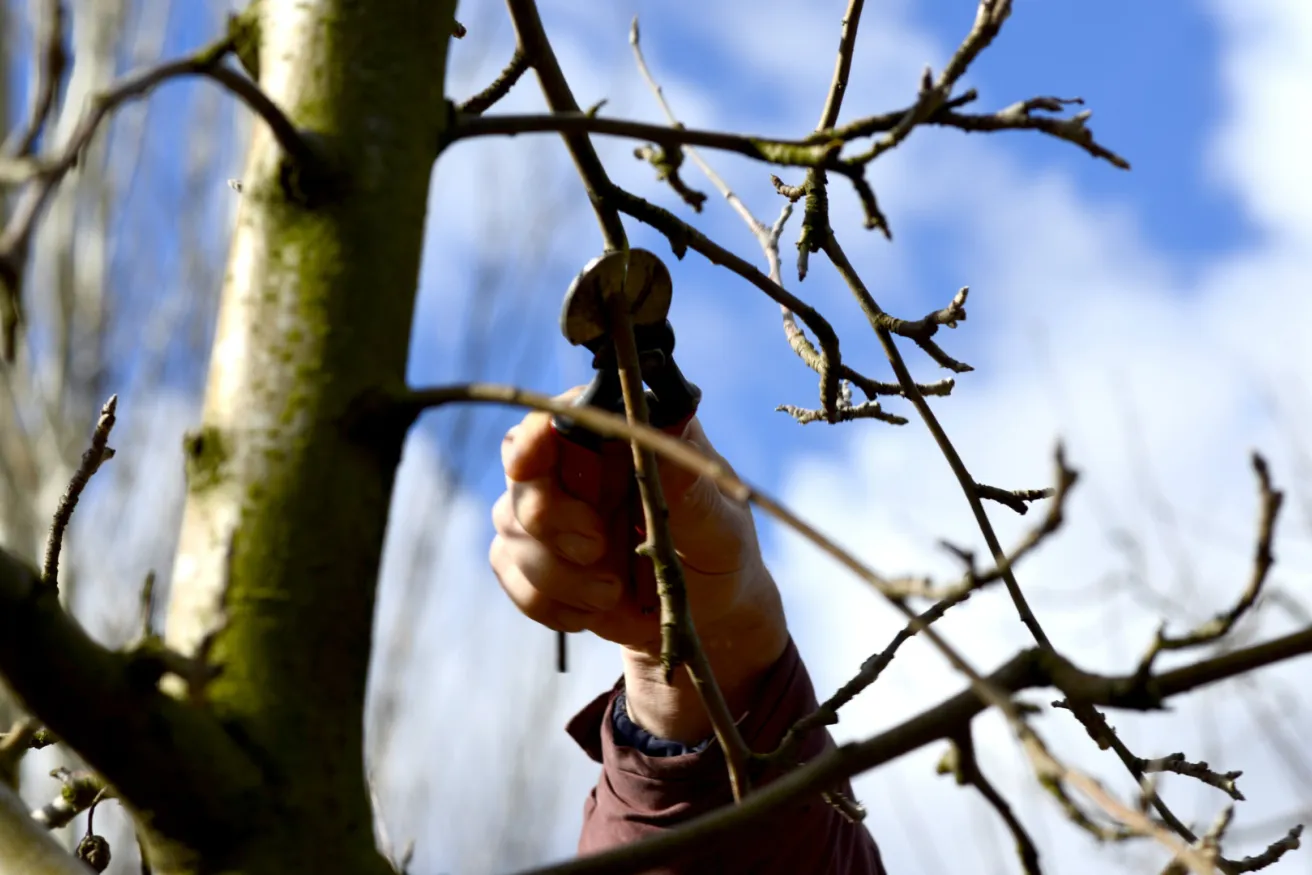 Media Name: winter-pruning-iStock-509862946.jpg