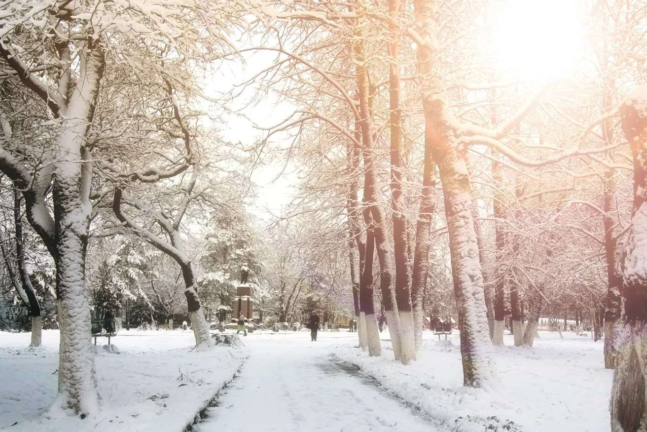 Media Name: winter-tree-alley-park.jpg