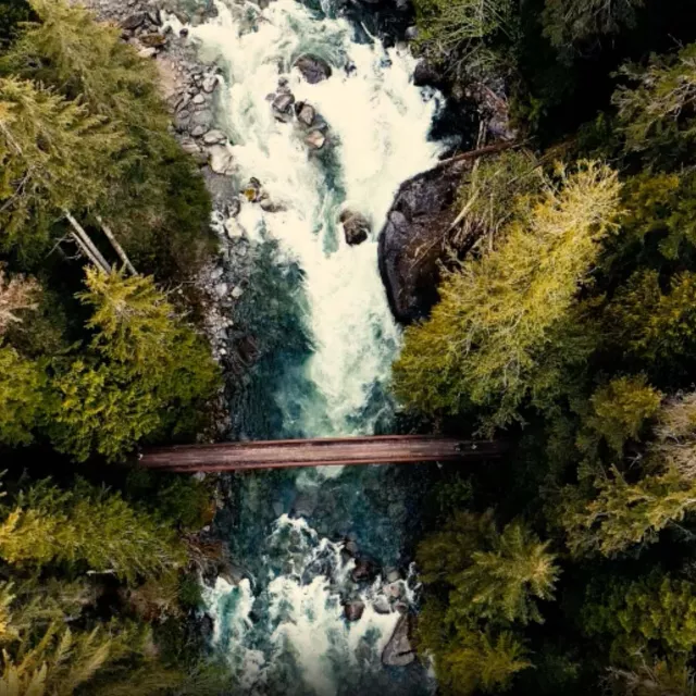 an aerial view of a forest and a river.