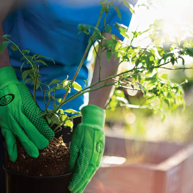 a person holding a small tree.