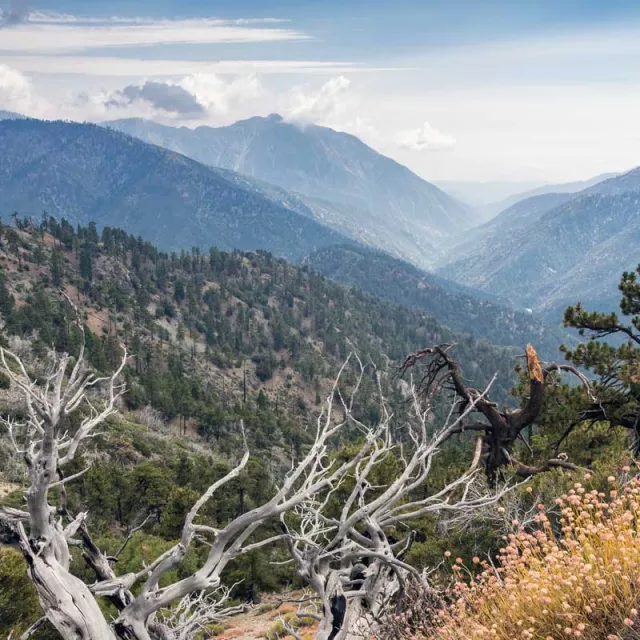 Angeles National Forest