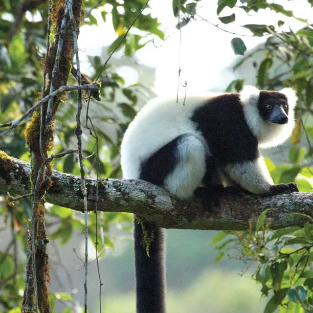 Black and white lemur on tree branch in rainforest