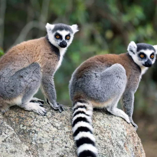 Lemurs in Madagascar