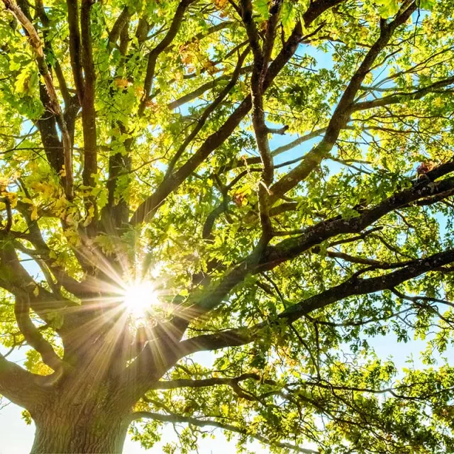 Sunlight through oak tree branches