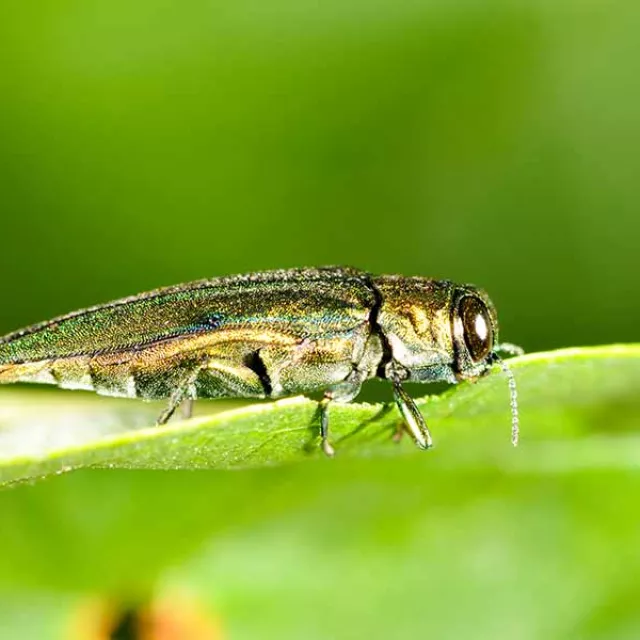 a close up view of an emerald ash borer on a leaf.