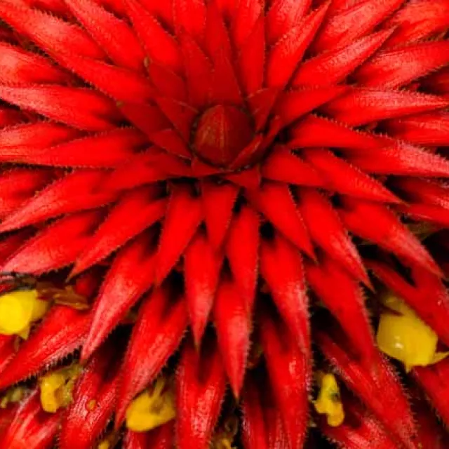 Image of a bright tropical flower