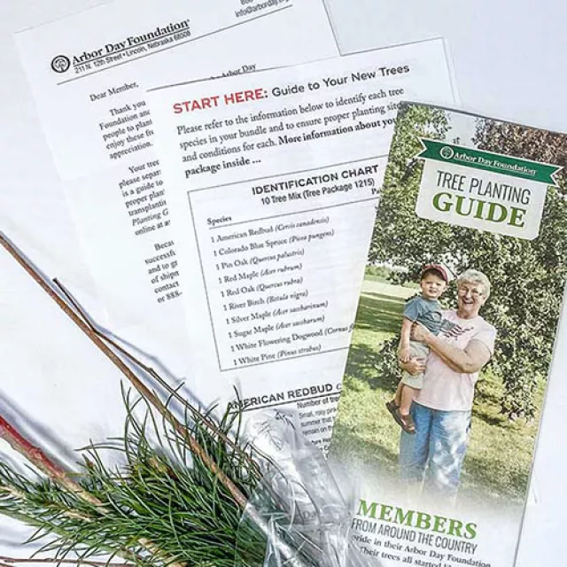 Member tree planting guide brochure on table with bare root trees