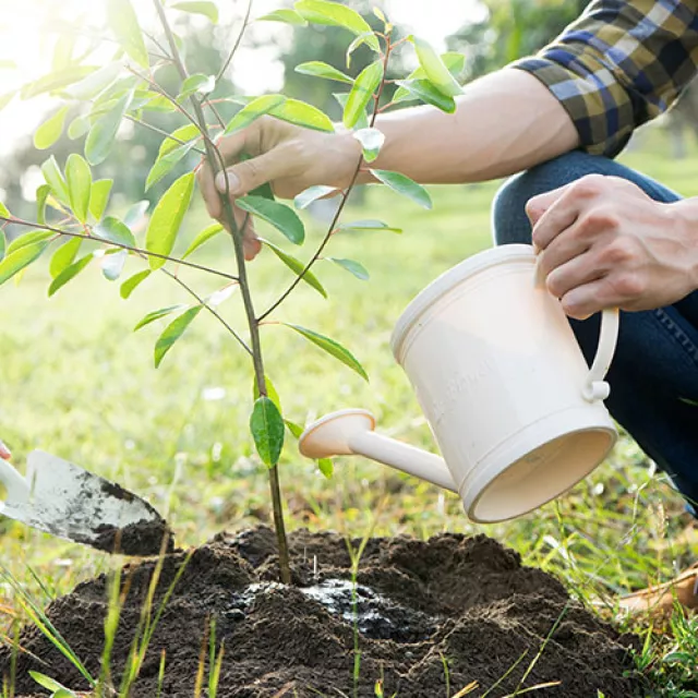 Person watering a small, recently planted tree