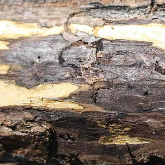 Thousand cankers disease on bark