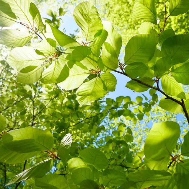 A close up view of leaves on a tree.