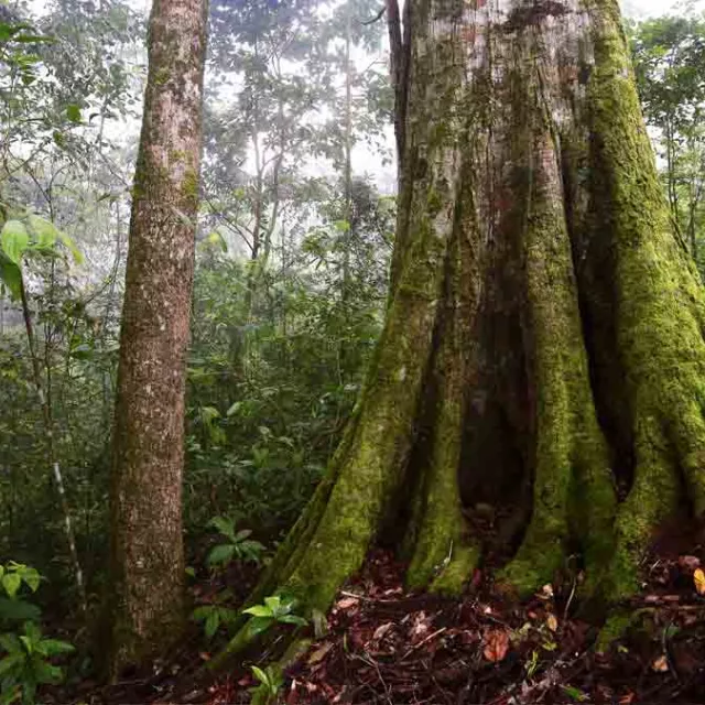 Photo of rain forest floor