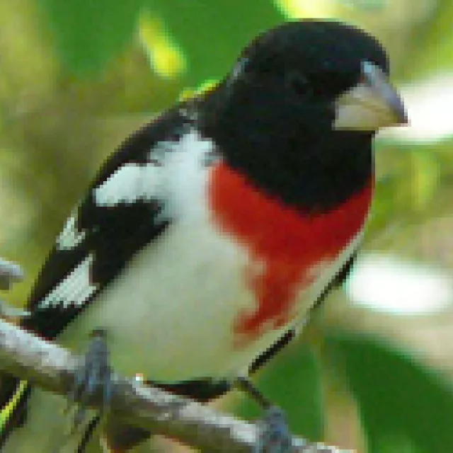 Image of rose-breasted grosbeak in rain forest