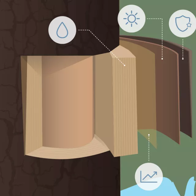 Animated gif of tree trunk layers