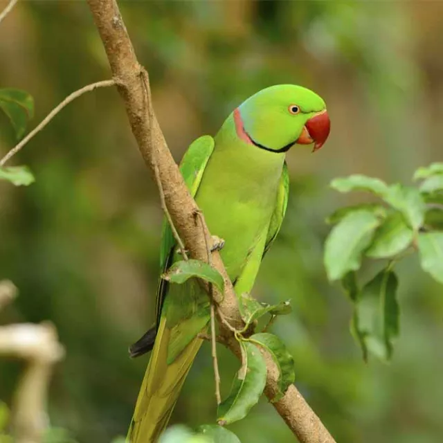 Photo of a parakeet in the rain forest understory