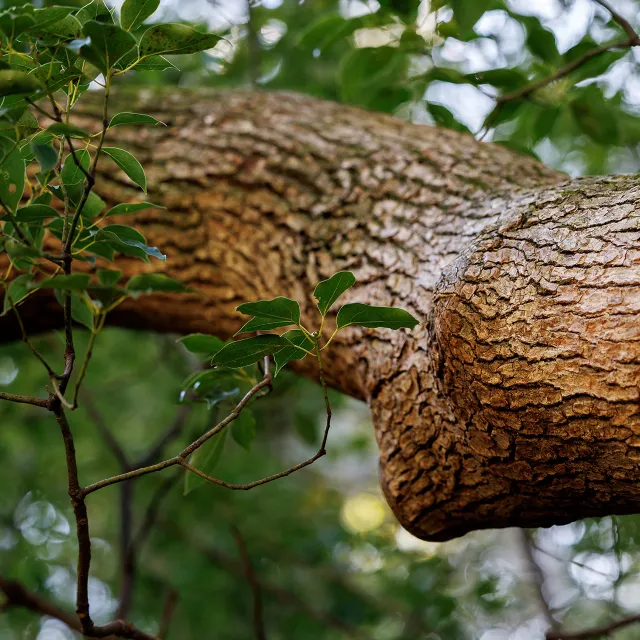 detail of a tree branch and twigs.