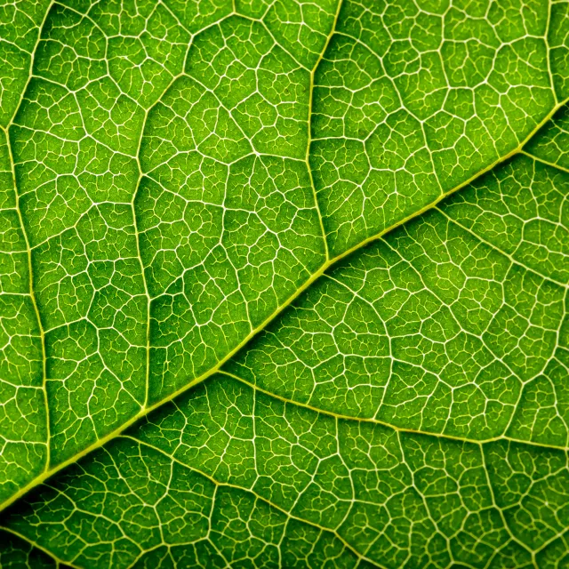 close-up detail of a tree leaf's underside.