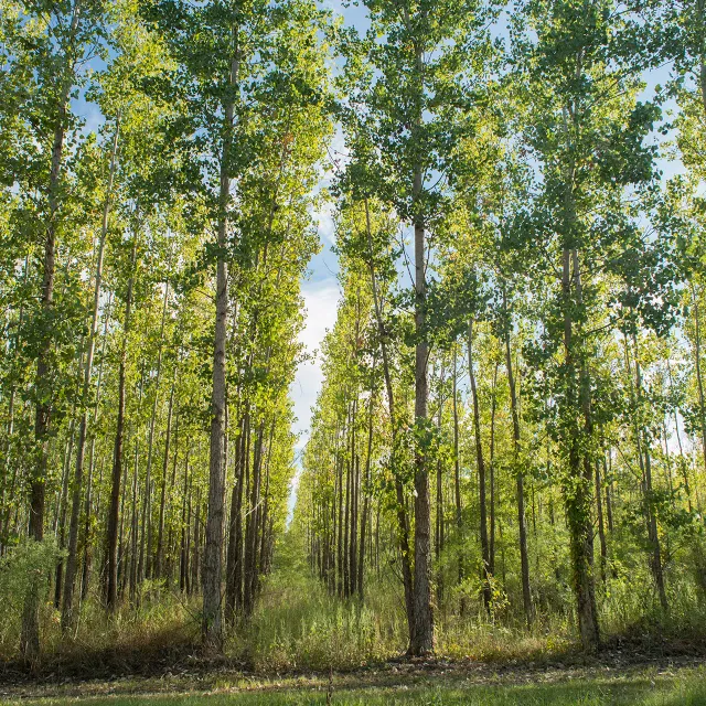 rows of trees planted in Mississippi Alluvial Valley Carbon project