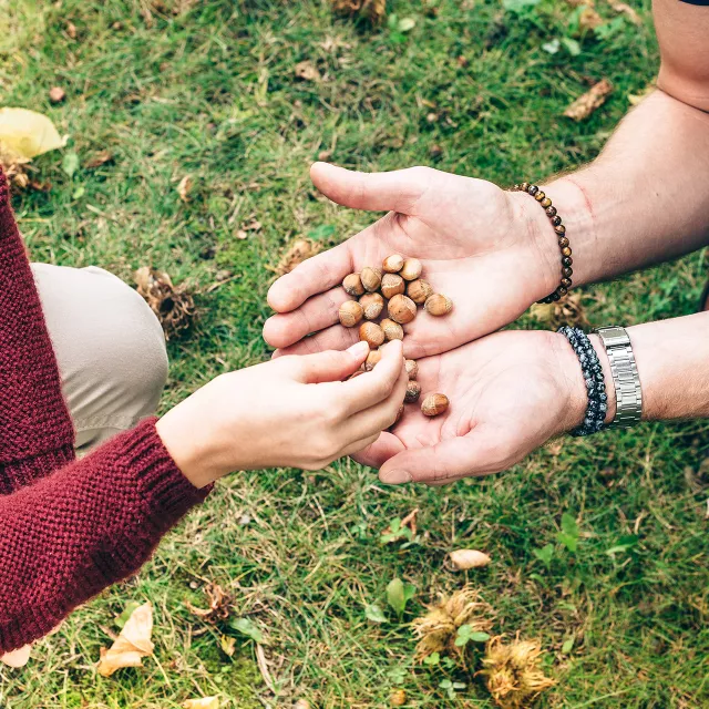 hands holding hazelnuts