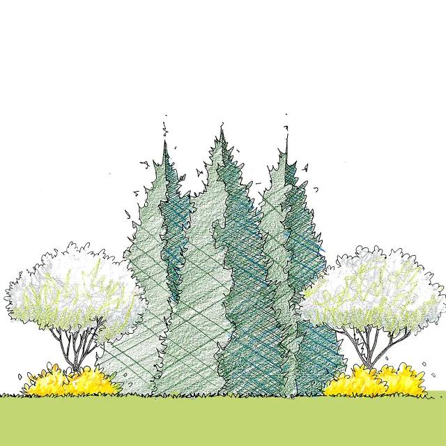 illustration of Flowering Green Giant landscape plan