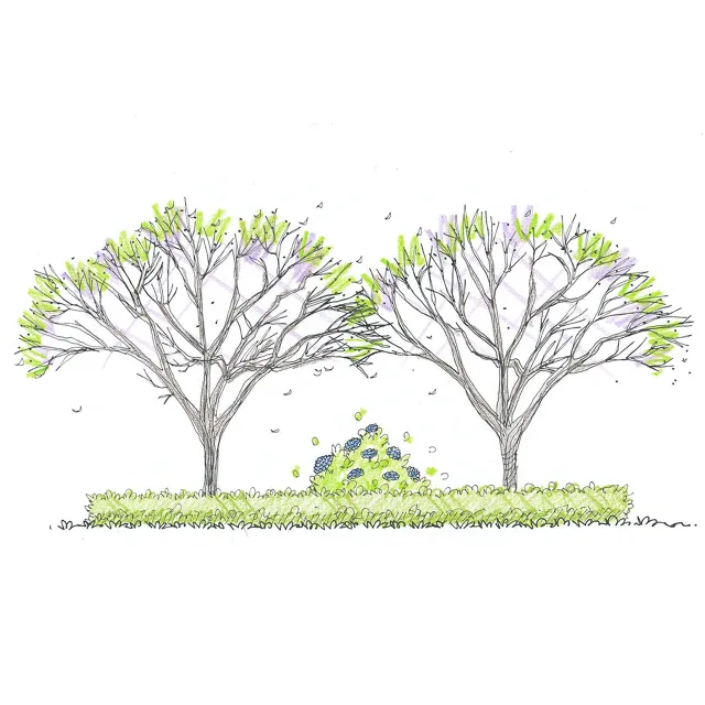 Knot Garden design illustration