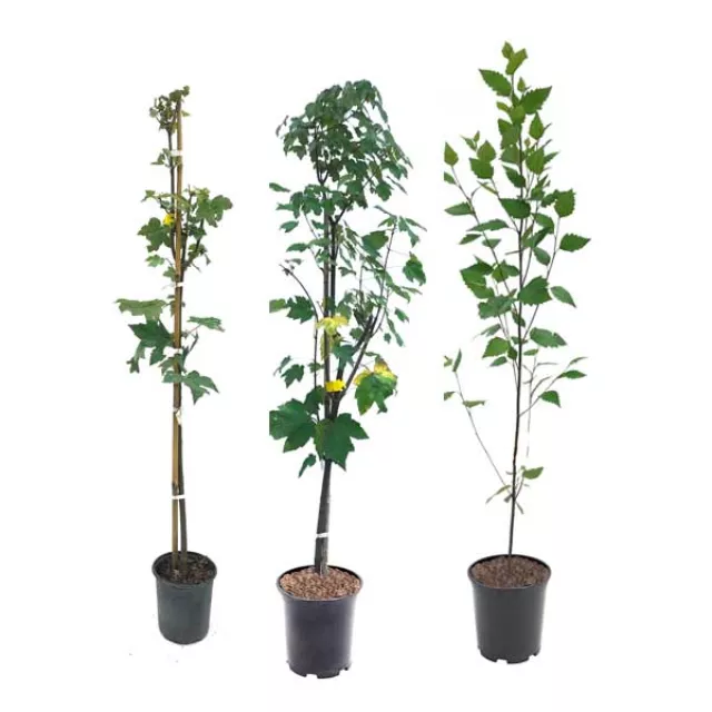 One gallon potted trees