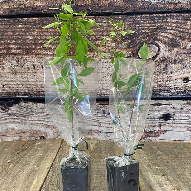 Small potted trees wrapped in plastic.