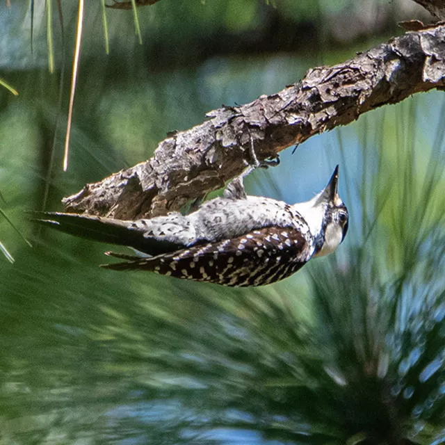 red cockaded woodpecker on tree