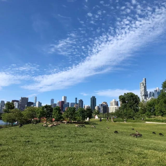 View of the Chicago skyline from the lakefront grassy area, showcasing tall buildings against a clear blue sky.