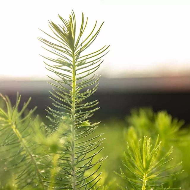 An image of seedlings closeup