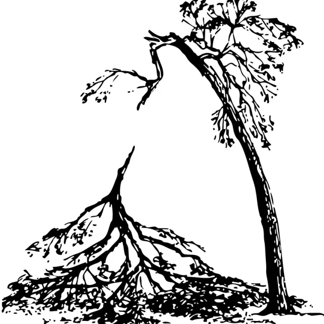 Illustration of of a damaged tree after a storm