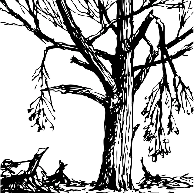 Illustration of a mature tree's damage after a storm