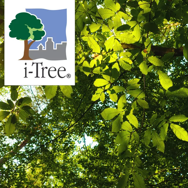 i-Tree logo over tree canopy.