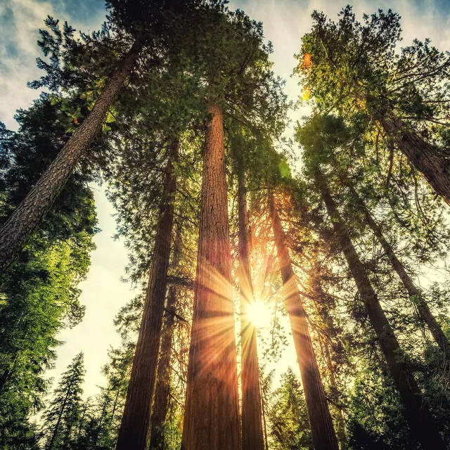 trees with sunlight peaking through