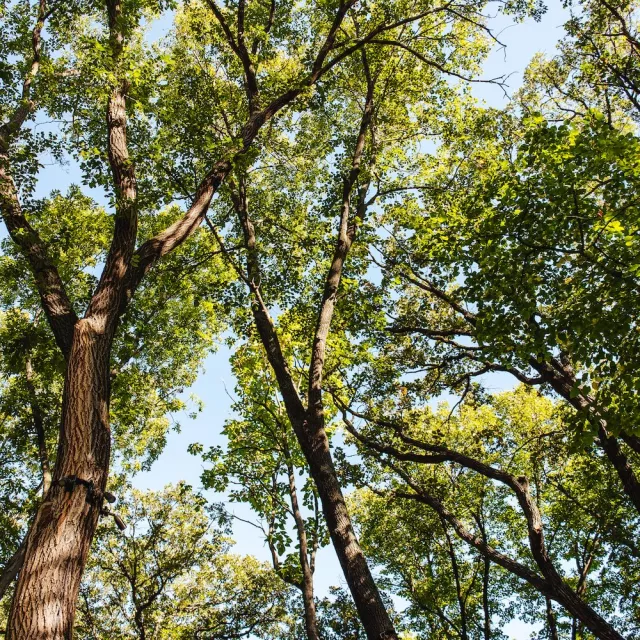 Sunlight peaking through several tall trees.