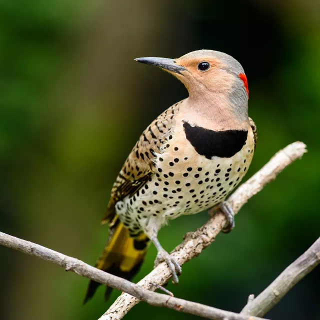 Close-up of a female Northern Flicker bird on a tree branch. 