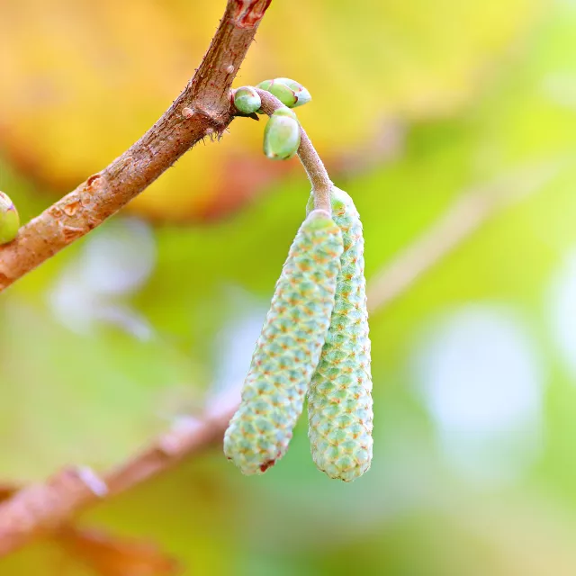 a close up of a hazelnut tree.