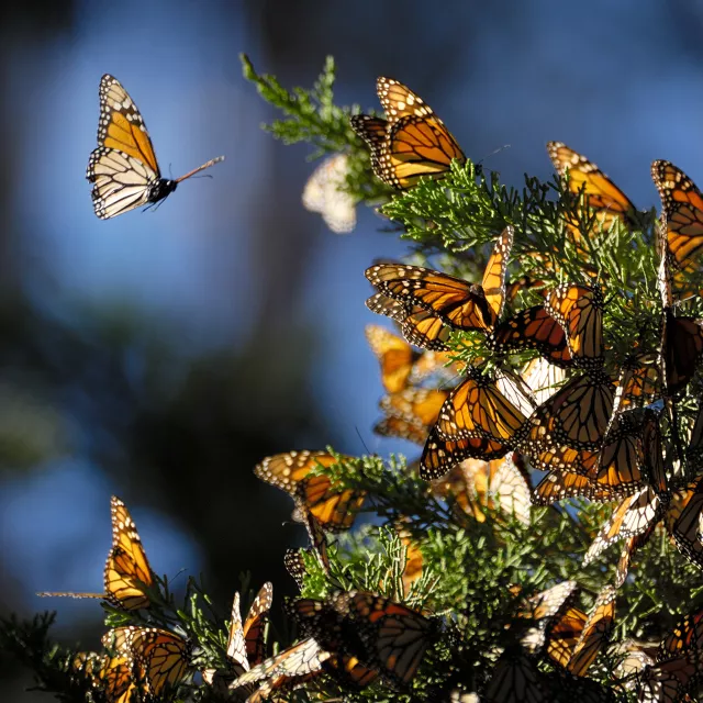 monarch butterflies