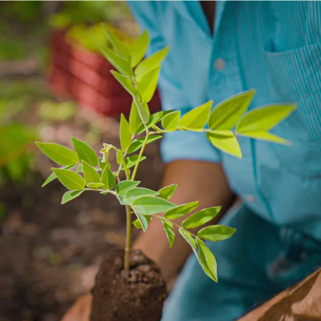 close-up of woman holding seedling