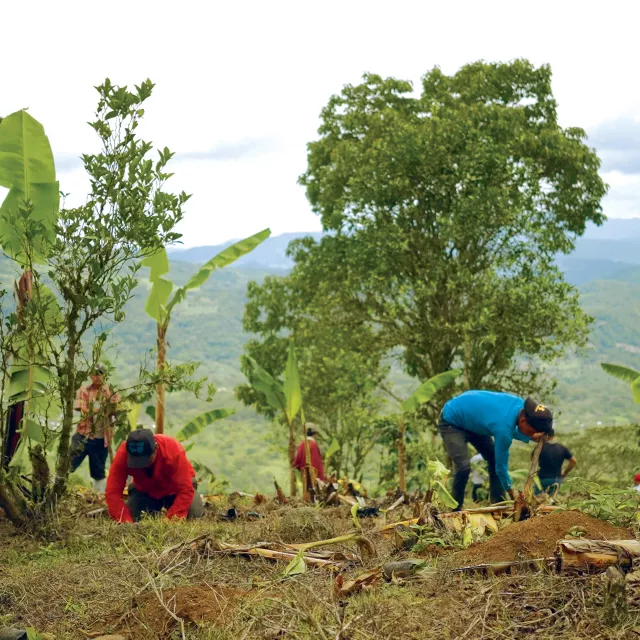 Several people planting new trees in a forest.