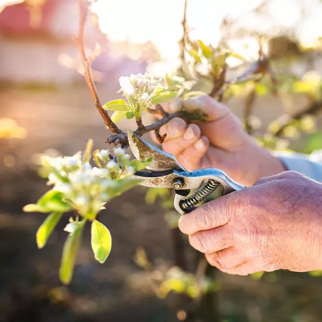 Hand pruning a flowering tree.