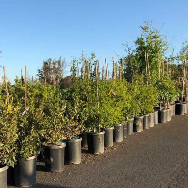 Image of young evergreen trees in containers