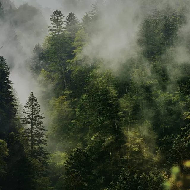 Image of trees in misty forest