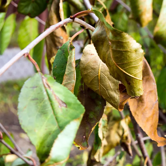 dried and wilted leaves on a tree.