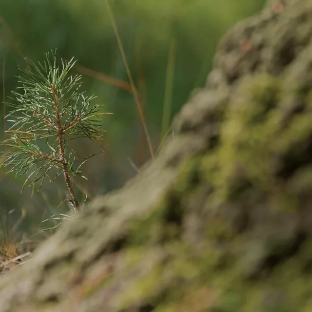 Image of spruce tree sprouting