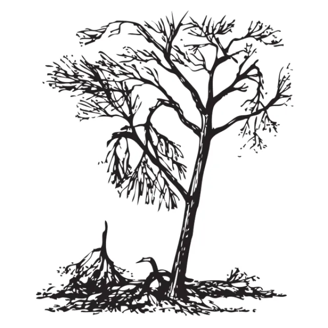 Image of established tree with multiple broken limbs