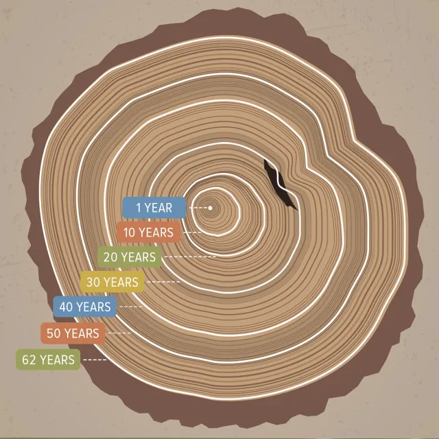 Illustration of tree rings showing growth.